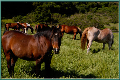 Photo of Webb Ranch Horses