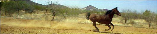 horse running in a field
